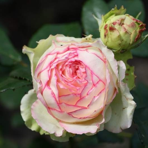 Es una rosa pitiminí muy llamativa que tiene flores muy grandes, redondas y nostálgicas.